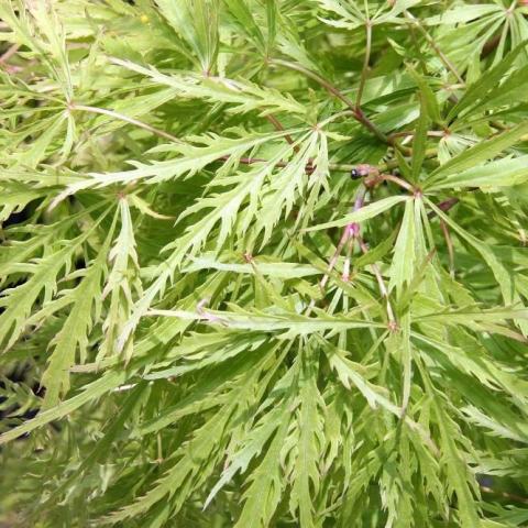 Foto van Acer 'Germaine's Gyration'