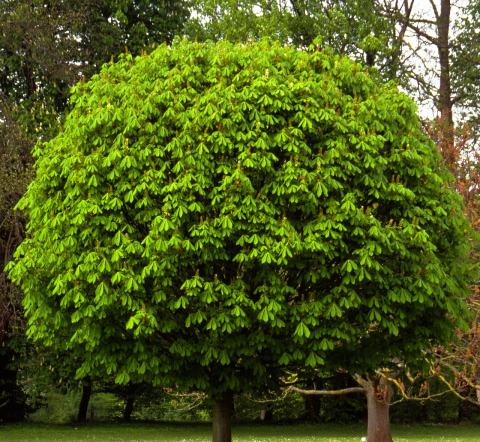Foto van Aesculus 'Umbraculifera'