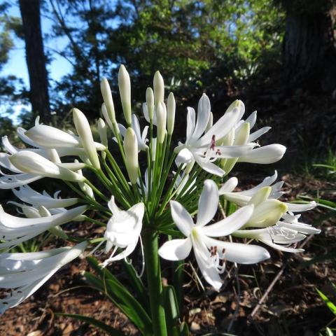 Foto van Agapanthus 'Cold Hardy White'