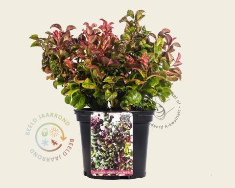 Foto van Druifheide ‘Curly Red’