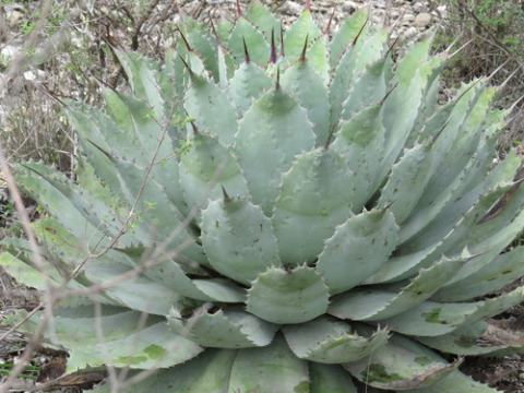 Foto van Verschaffelts agave