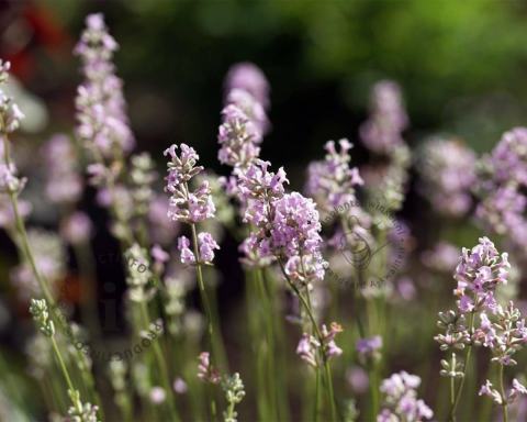 Foto van Roze lavendel ‘Rosea’