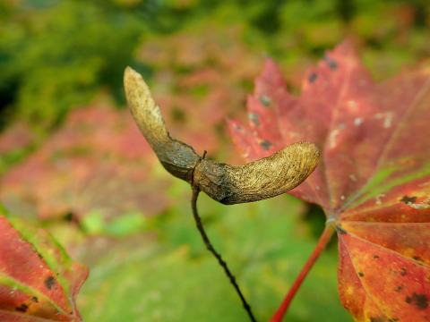 Foto van Wijnstokesdoorn