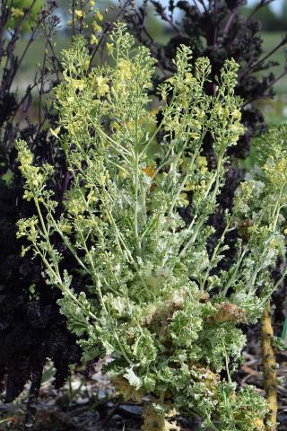 Foto van Brassica 'Curly Kale Grp'