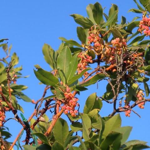 Foto van Arbutus 'Marina'