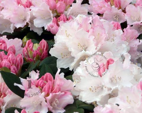 Foto van Rododendron ‘Dreamland’