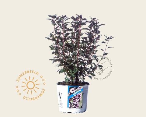 Foto van Blaasspirea ‘Tiny Wine’