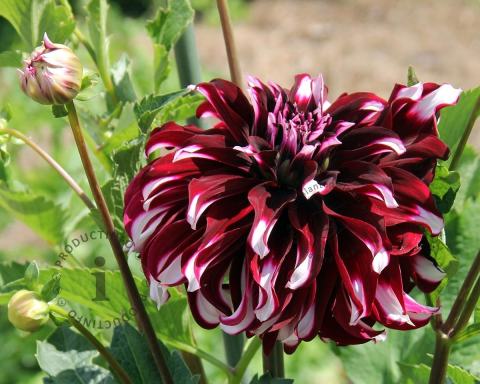 Foto van Dahlia ‘Tartan’