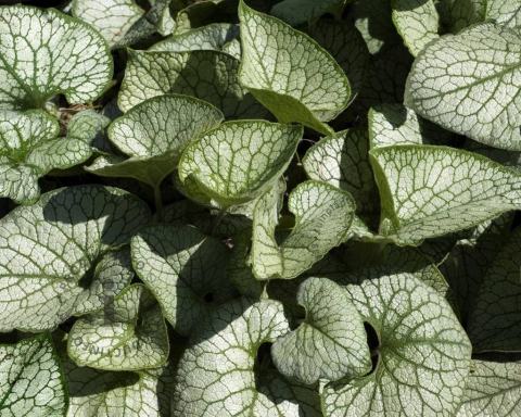 Foto van Kaukasisch vergeet-mij-nietje ‘Jack Frost’