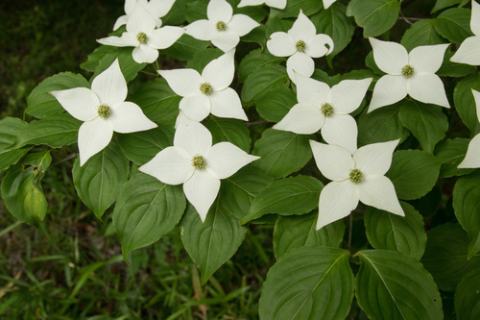 Foto van Cornus 'Samaritan'