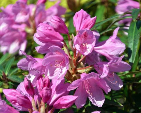Foto van Rododendron ‘Graziella’