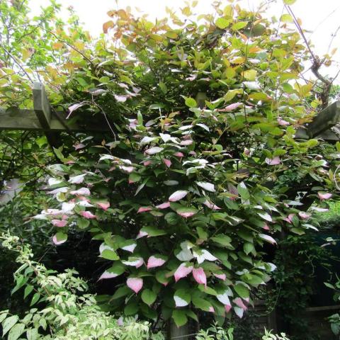 Foto van Actinidia 'Issai'