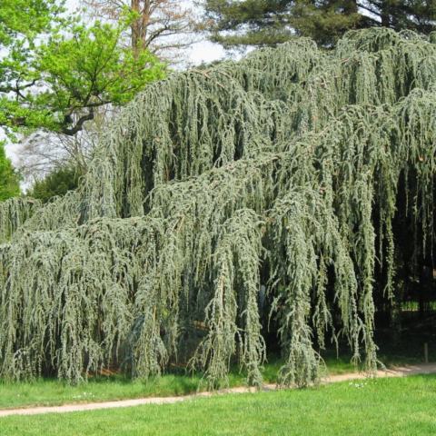 Foto van Cedrus 'Pendula'