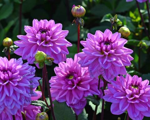 Foto van Dahlia ‘Bluetifull’