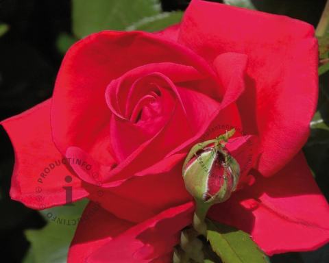 Foto van Klimroos ‘Red Flame’