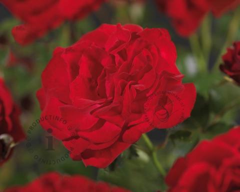 Foto van Trosroos ‘Nina Weibull’