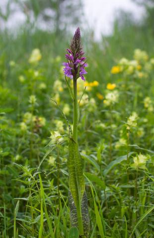 Foto van Dactylorhiza 'subsp. praetermissa'