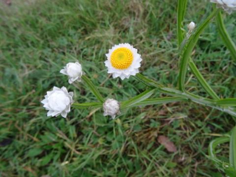 Foto van Zandbloem