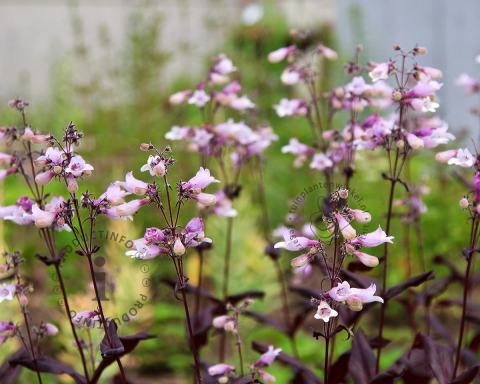 Foto van Slangekop ‘Husker Red’