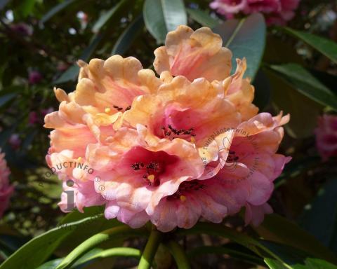 Foto van Rododendron ‘Virginia Richards’