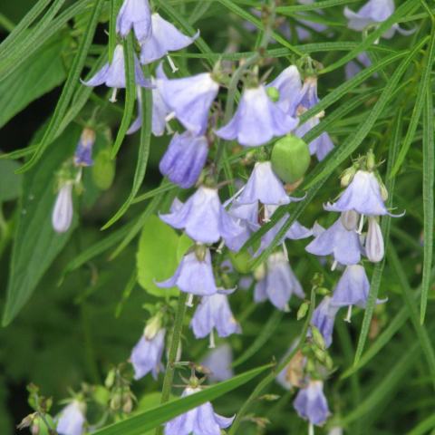 Foto van Adenophora 'Amethyst'