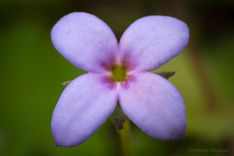 Foto van Houstonia 'onbeken'