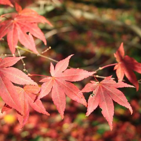 Foto van Acer 'Chishio'