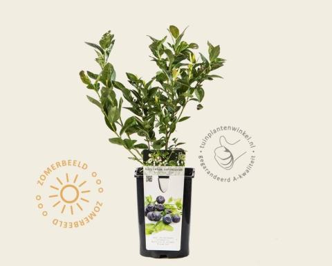 Foto van Hoge bosbes ‘Brigitta Blue’