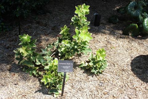 Foto van Klimmende vingerplant