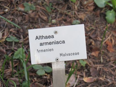Foto van Armeense heemst