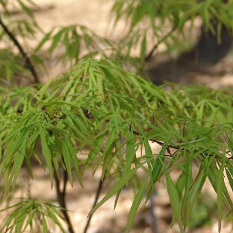Foto van Acer 'Linearilobum'