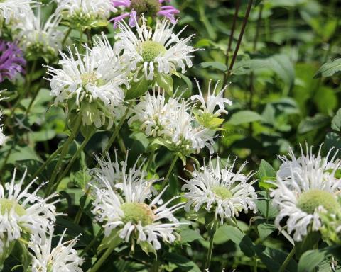 Foto van Bergamotplant ‘Schneewittchen’