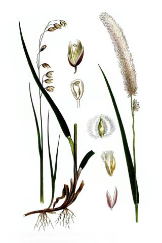 Foto van Knikkend parelgras