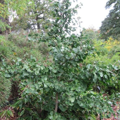 Foto van Ginkgo 'Princeton Sentry'