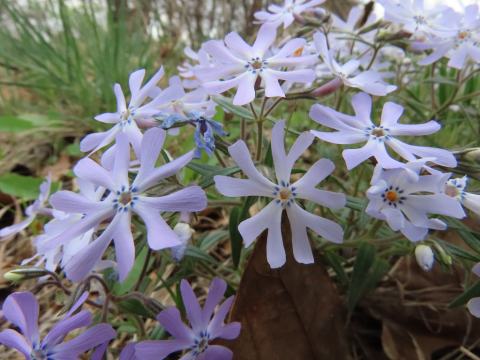 Foto van Borstelvlambloem