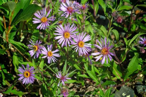 Foto van Siberische aster