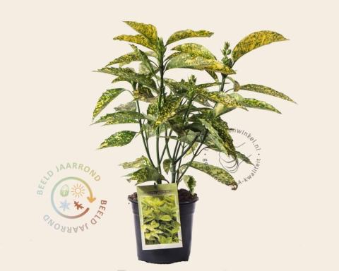 Foto van Broodboom ‘Golden King’