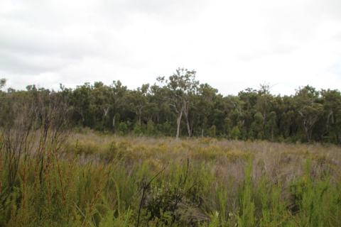 Foto van Jarrahboom