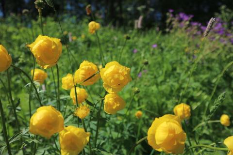 Foto van Trollius 'onbeperkt'