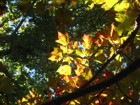 Foto van Acer 'Columnare'