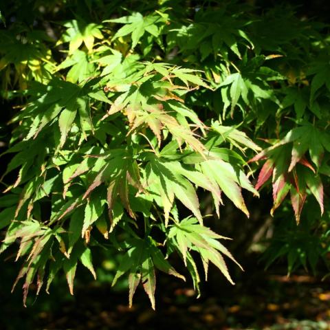 Foto van Acer 'Tobiosho'