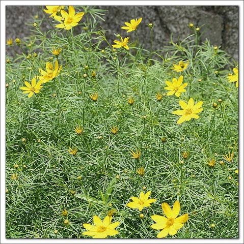 Foto van Wilgenblad-zonnebloem