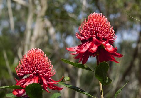 Foto van Australische waratah