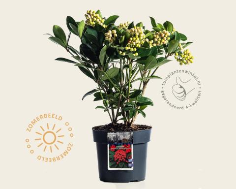 Foto van Skimmia (Vrouwelijk) ‘Temptation’