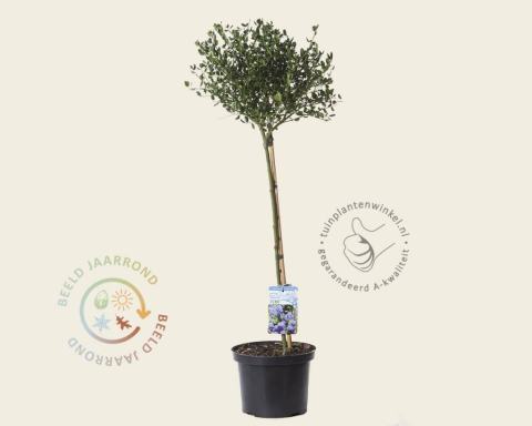 Foto van Californische sering ‘Victoria’