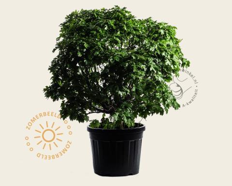 Foto van Moeraseik ‘Green Dwarf’