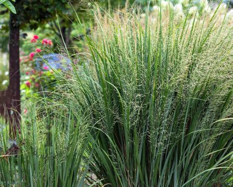 Foto van Vingergras ‘Northwind’