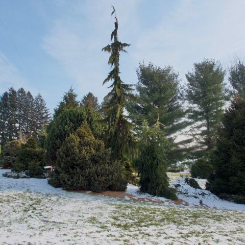 Foto van Abies 'Pyramidalis'