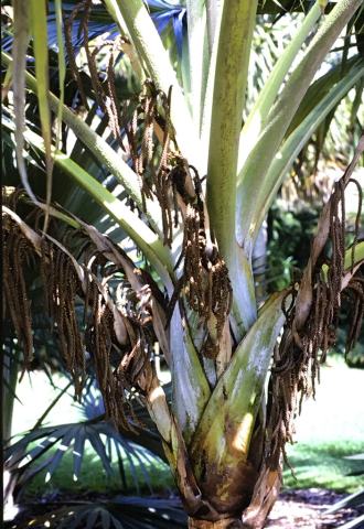 Foto van Blauwe latanpalm