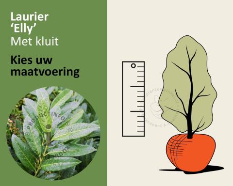Foto van Laurierkers ‘Elly’